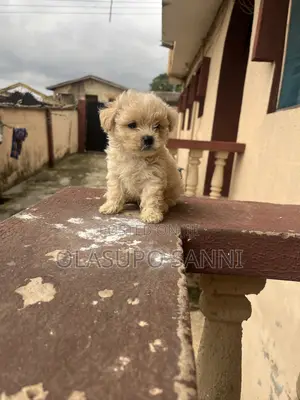 1-3 months Male Purebred Lhasa Apso