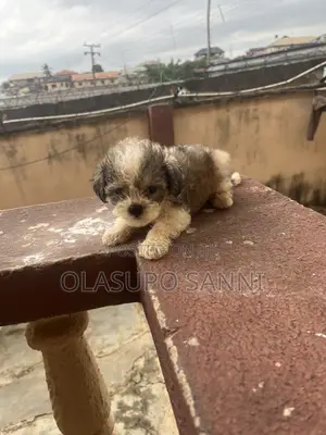 1-3 months Male Purebred Lhasa Apso