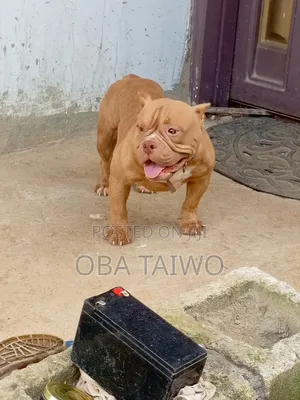 6-12 months Female Purebred American Bully