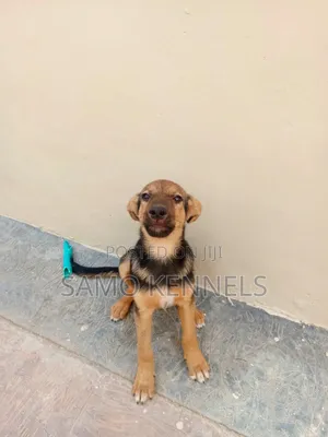 3-6 months Female Purebred German Shepherd
