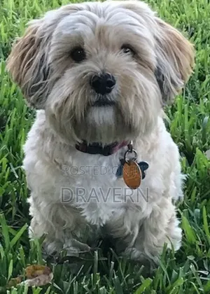 1-3 months Female Purebred Lhasa Apso