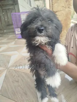 1-3 months Male Purebred Lhasa Apso