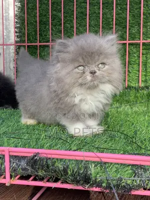 1-3 months Male Purebred Persian