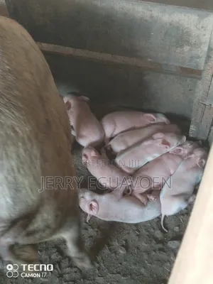 Weaners for Sale