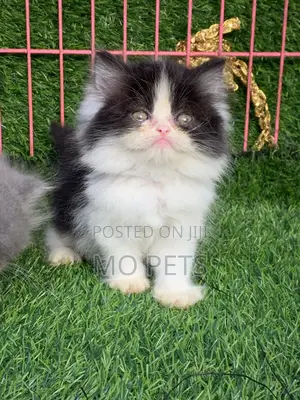 1-3 months Male Purebred Persian