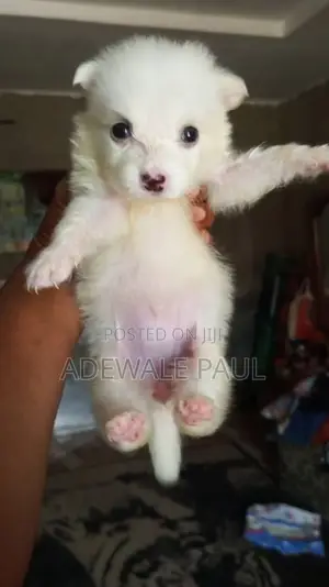 1-3 months Female Purebred American Eskimo