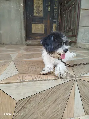 1+ year Female Purebred Lhasa Apso