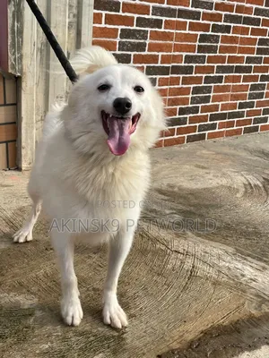 6-12 months Male Purebred American Eskimo