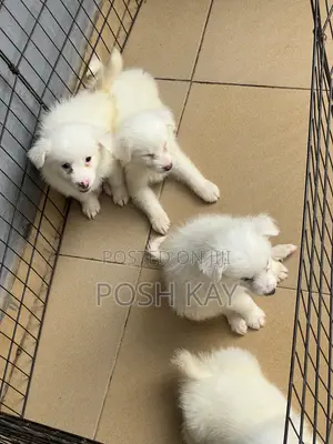 1-3 months Male Purebred American Eskimo