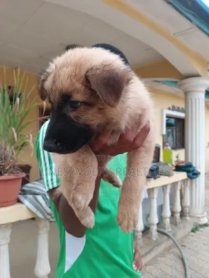 1-3 months Male Mixed Breed German Shepherd