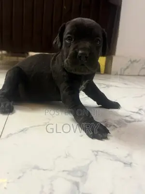 0-1 month Female Purebred Cane Corso