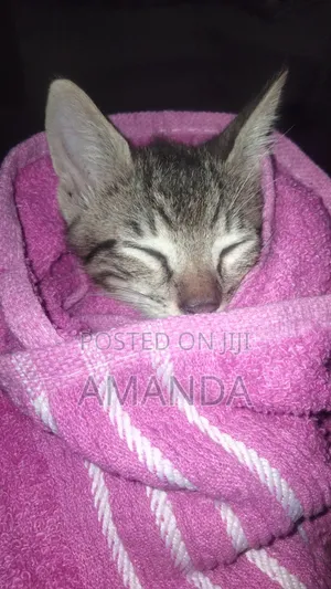 3-6 months Male Purebred American Shorthair