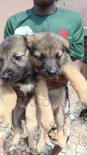 1-3 months Female Mixed Breed German Shepherd