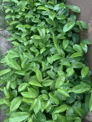 Soursop Seedling (Hybrid and Early Maturing)