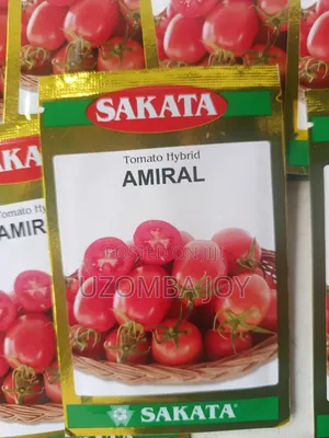 Amiral F1 Tomato