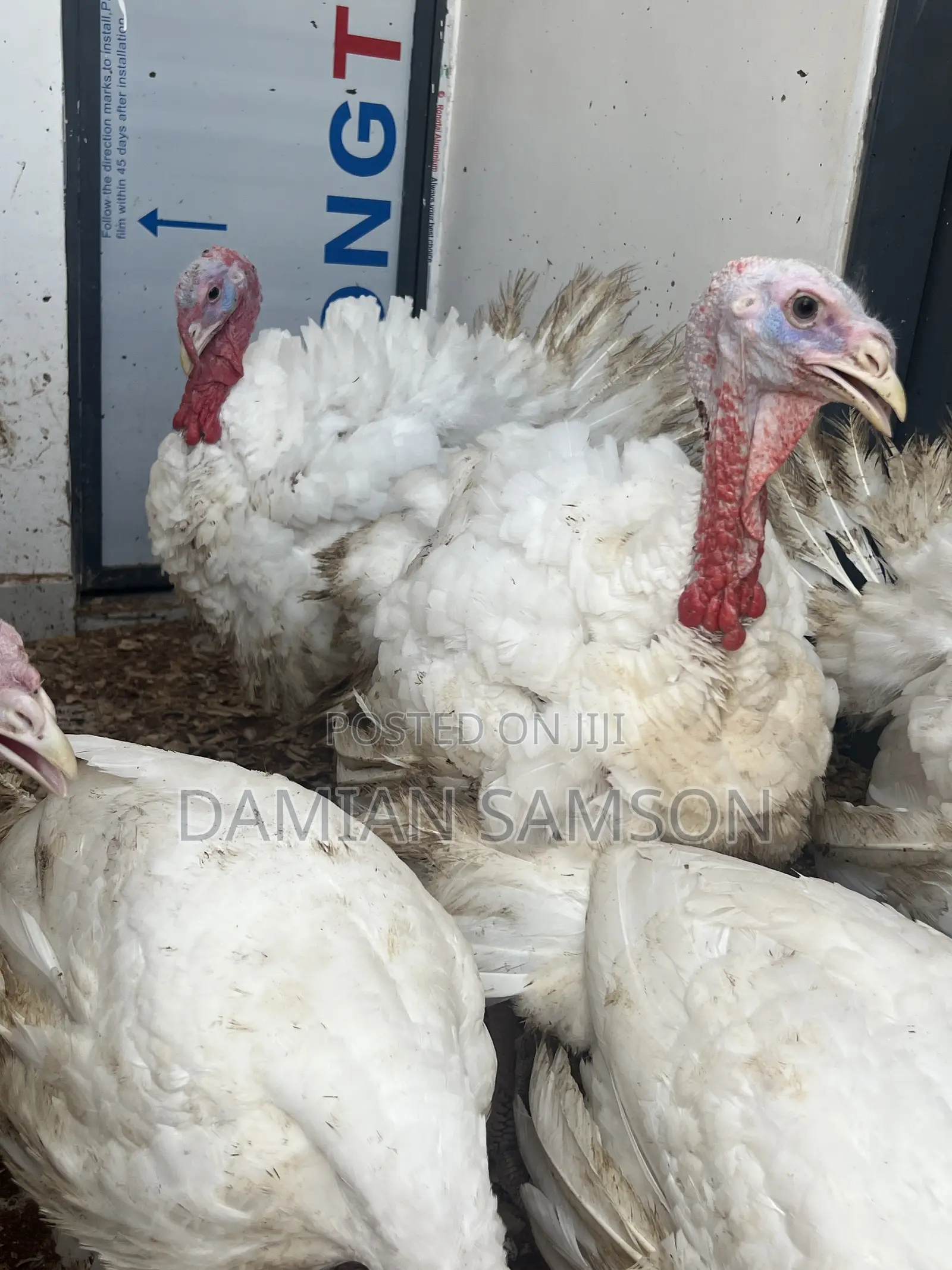 Live Foreign Turkey