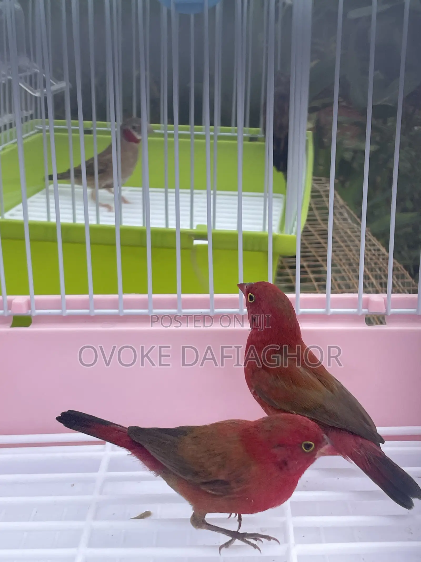 Red Finches Bird