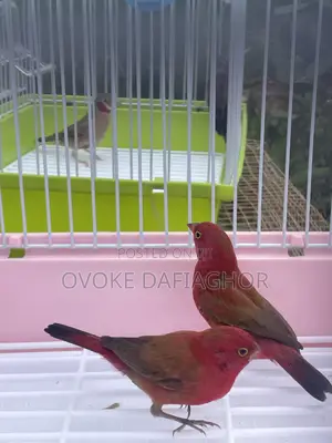 Red Finches Bird