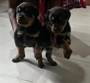 1-3 months Male Purebred Rottweiler