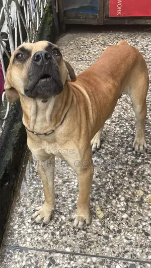 6-12 months Male Purebred Boerboel