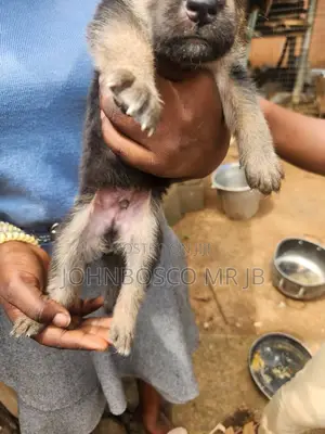 1-3 months Male Purebred German Shepherd