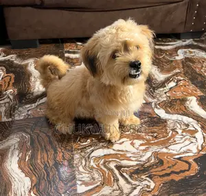 3-6 months Male Purebred Lhasa Apso