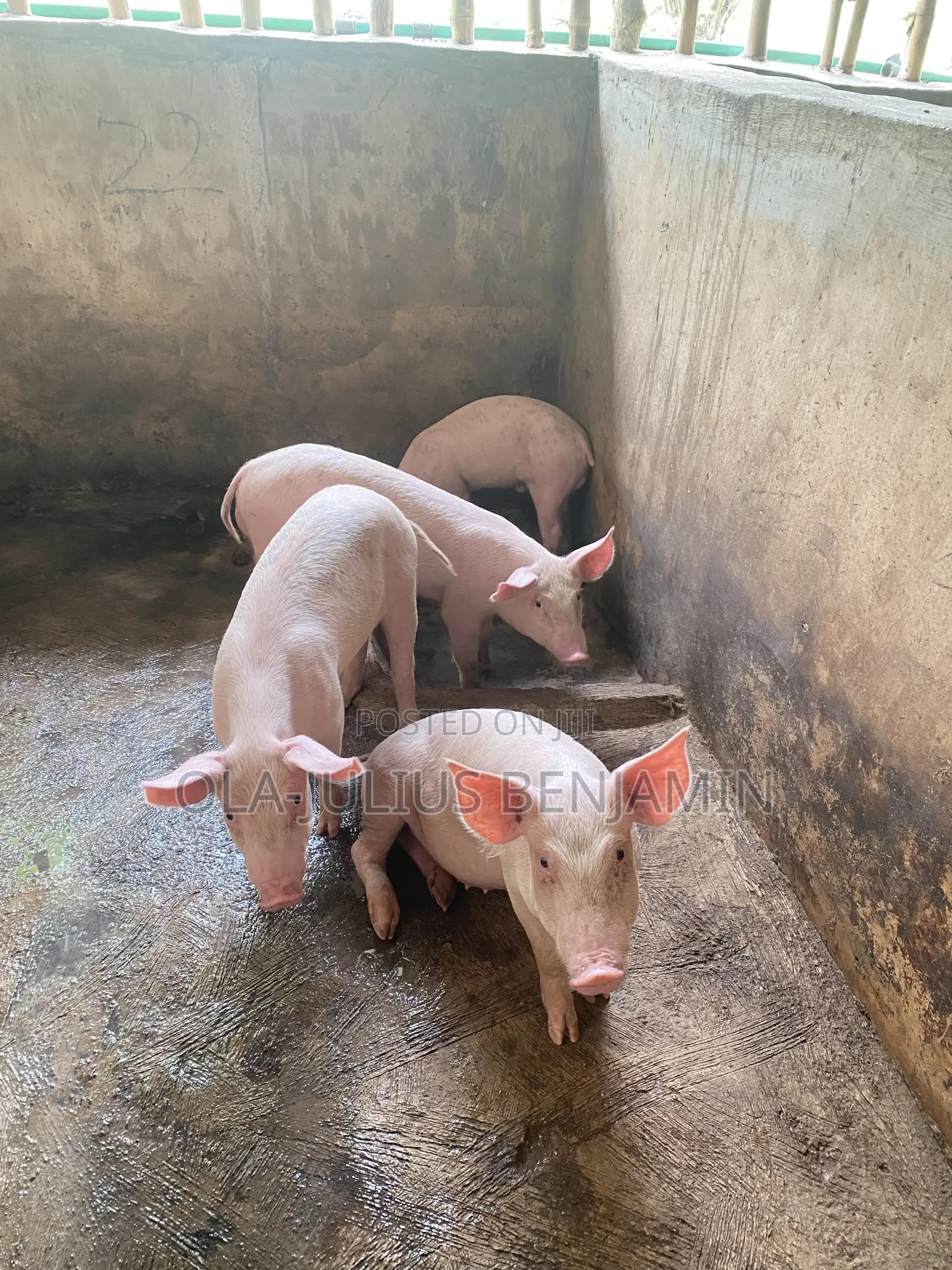 Weaner Pigs