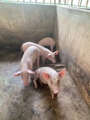 Weaner Pigs
