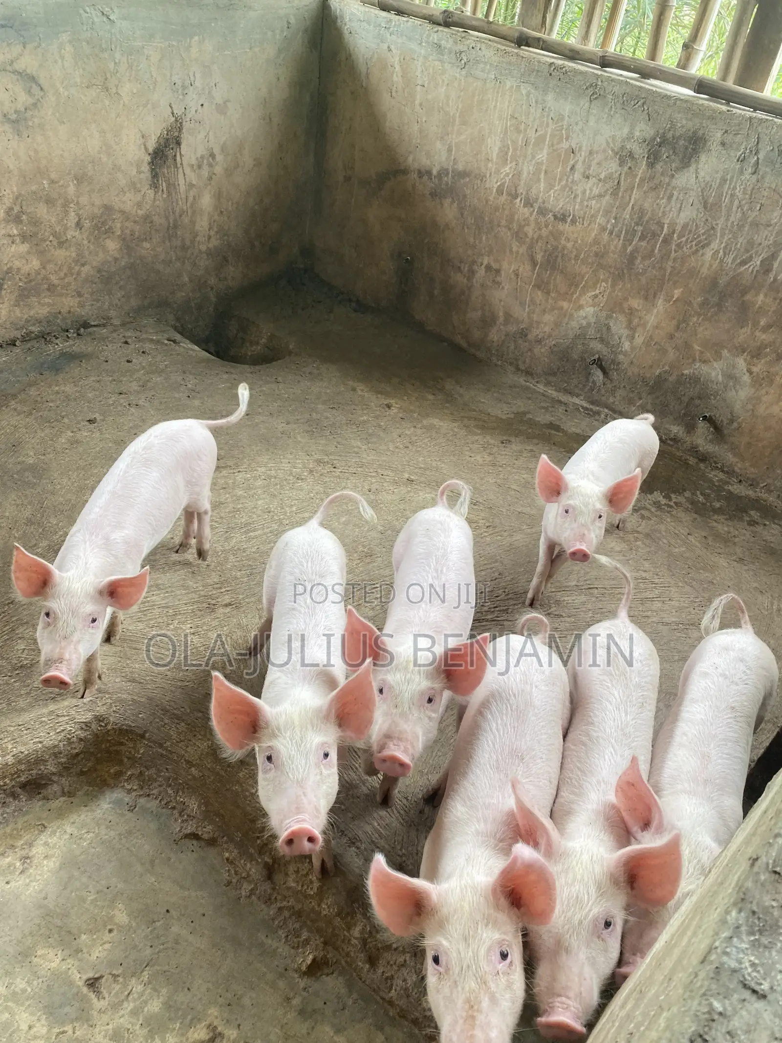 Weaner Pigs