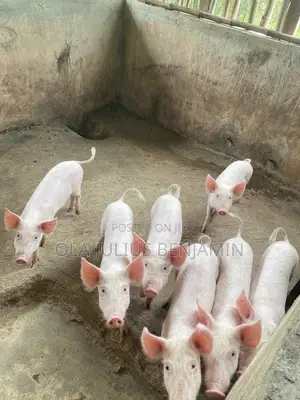 Weaner Pigs