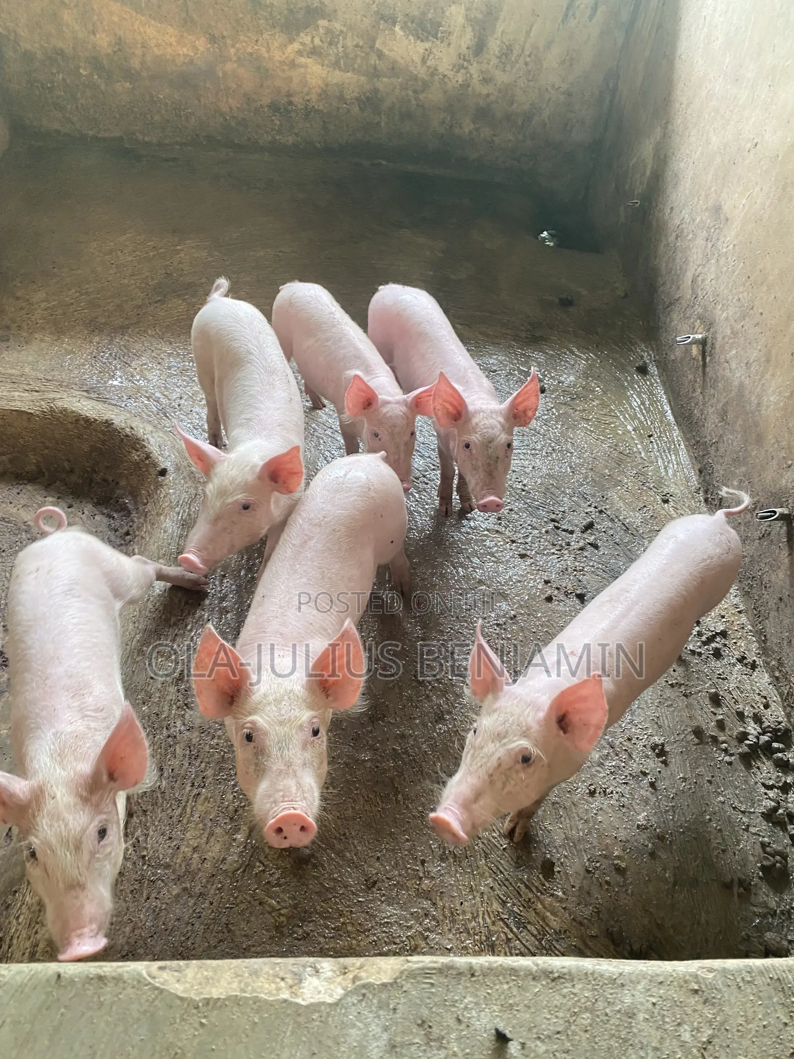 Weaner Pigs