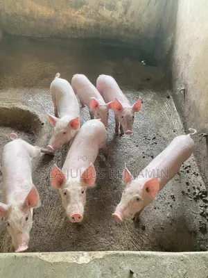 Weaner Pigs