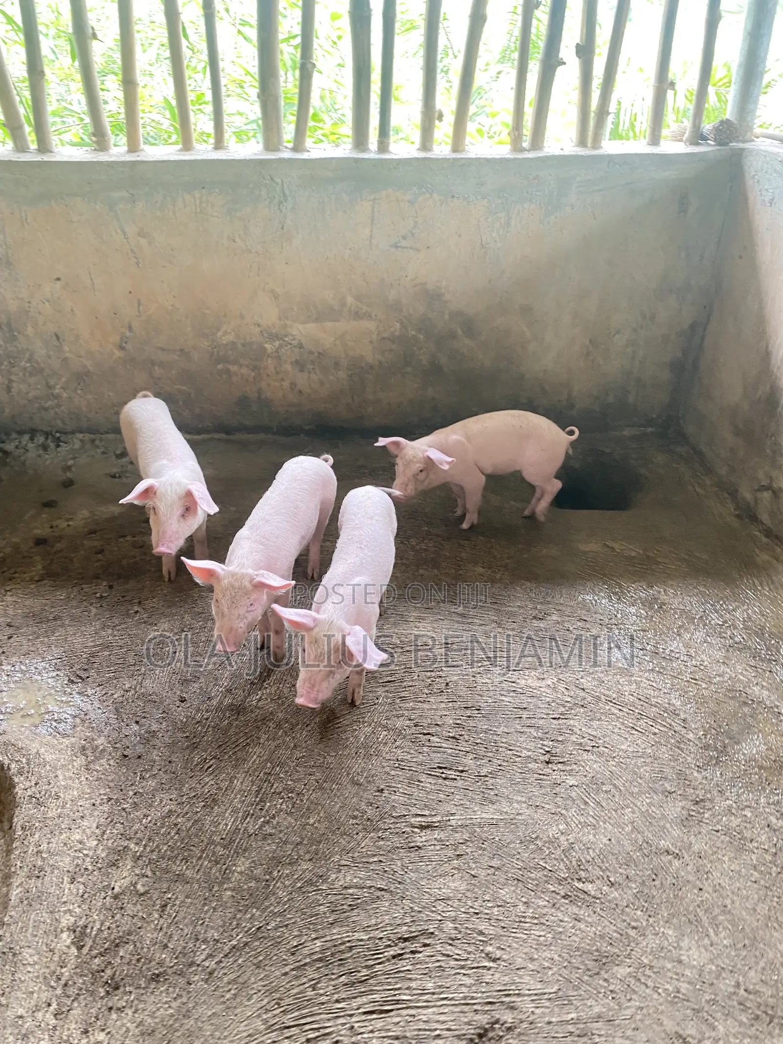 Weaner Pigs