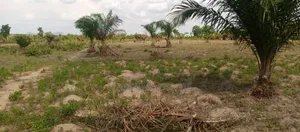 Land With Palms Fruit for Sell in Kogi State Abobo