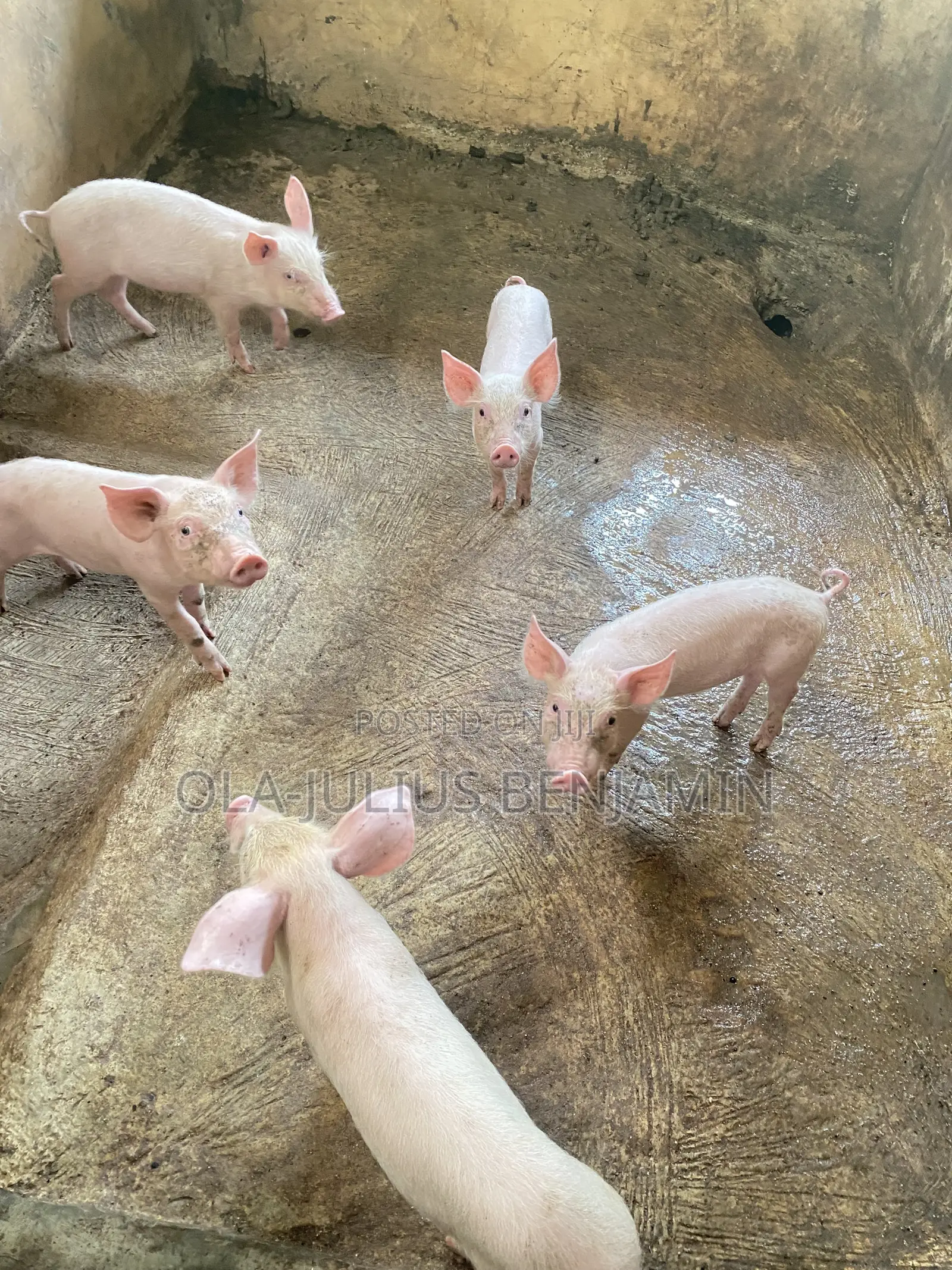 Weaner Pigs