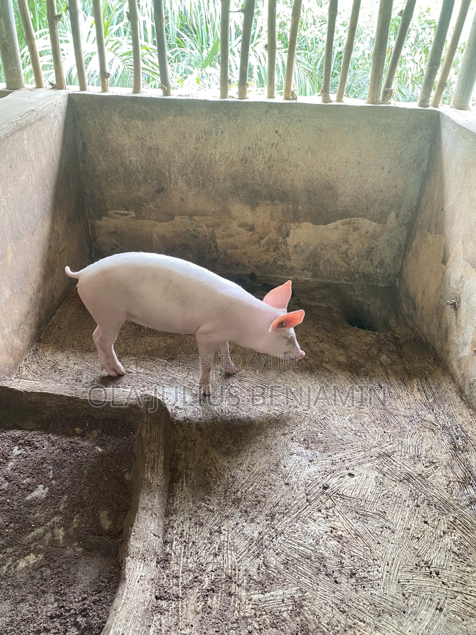 Weaner Pigs