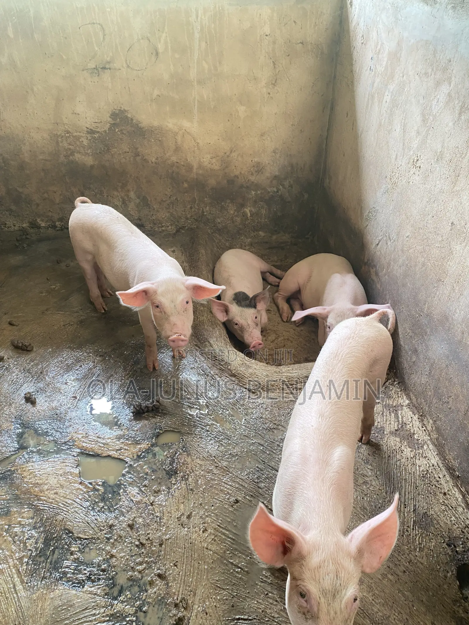 Weaner Pigs