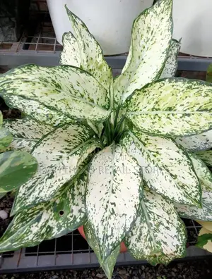 Aglaonema Snow White Plant in Lagos, Nigeria | Indoor Ornamental Plant