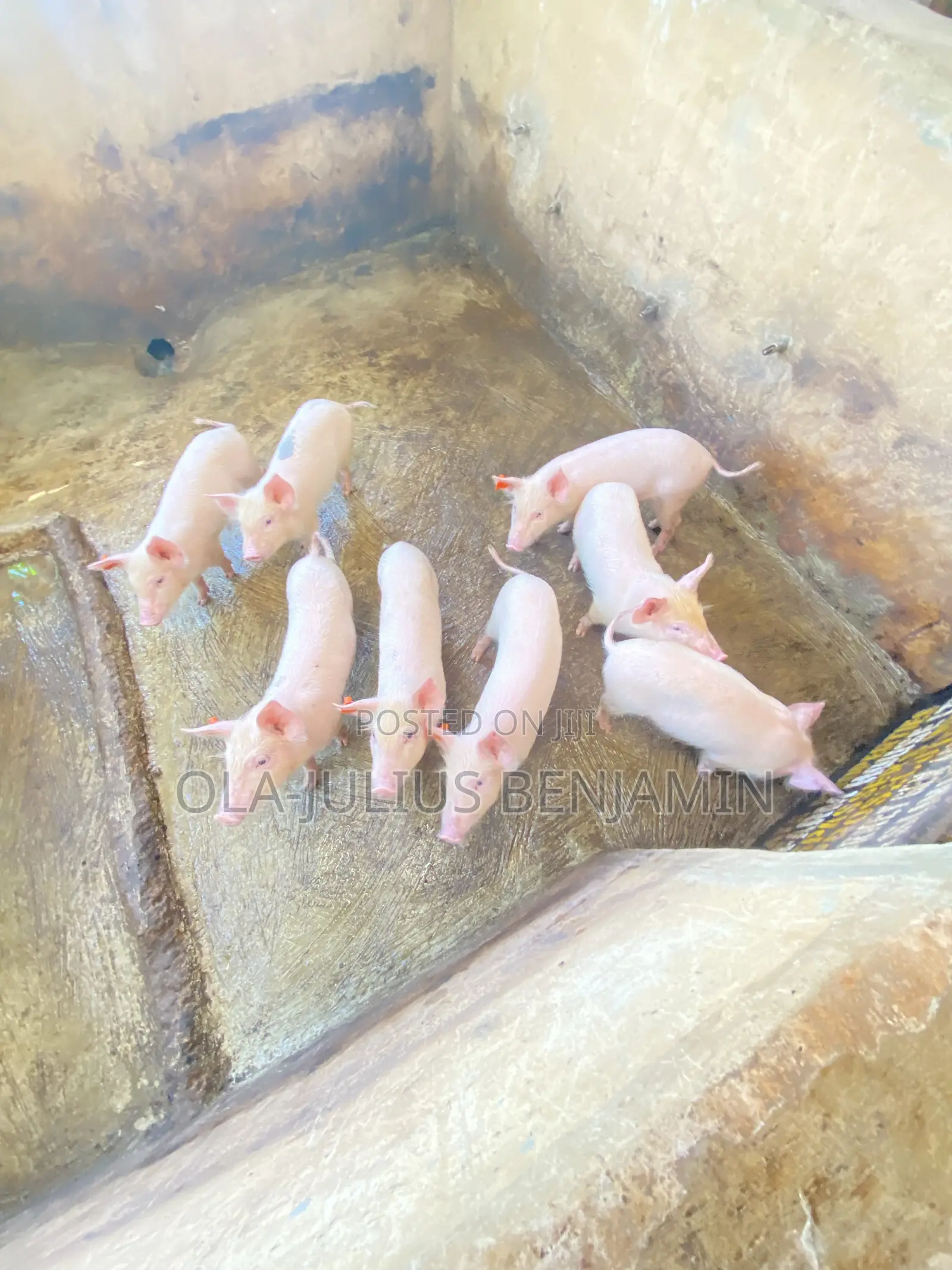 Weaner Pigs