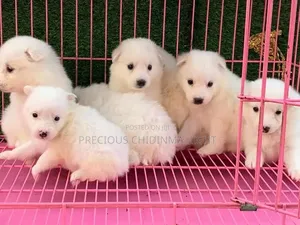 1-3 months Male Purebred American Eskimo