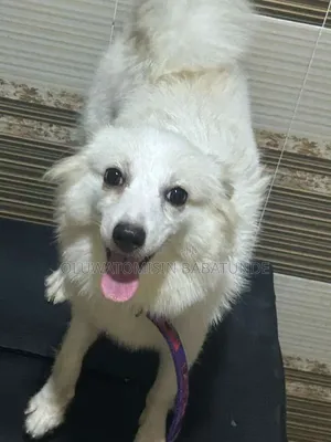 1+ year Female Purebred American Eskimo