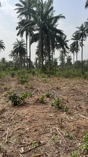 1000 Acres of Land Comes With C of O in Osun State Ikire