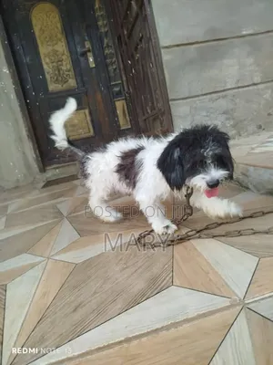 6-12 months Female Purebred Lhasa Apso