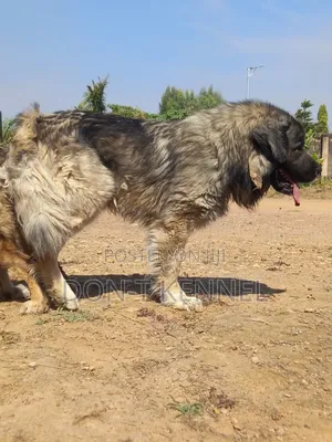 6-12 months Male Purebred Caucasian Shepherd