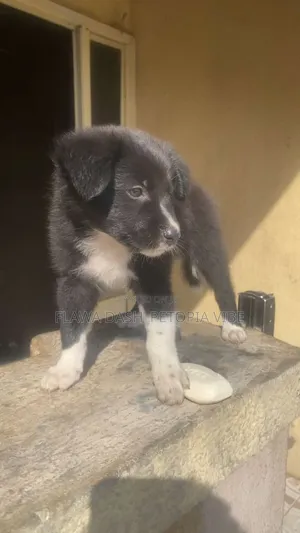 3-6 months Male Purebred Border Collie