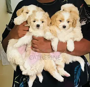 1-3 months Female Purebred Shih Tzu