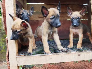 1-3 months Female Purebred Belgian Malinois