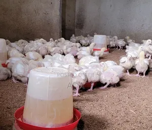 Linken Agro Enterprise 184 Aba Owerri Road Abayi Aba