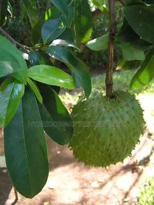 Soursop Plant Trees