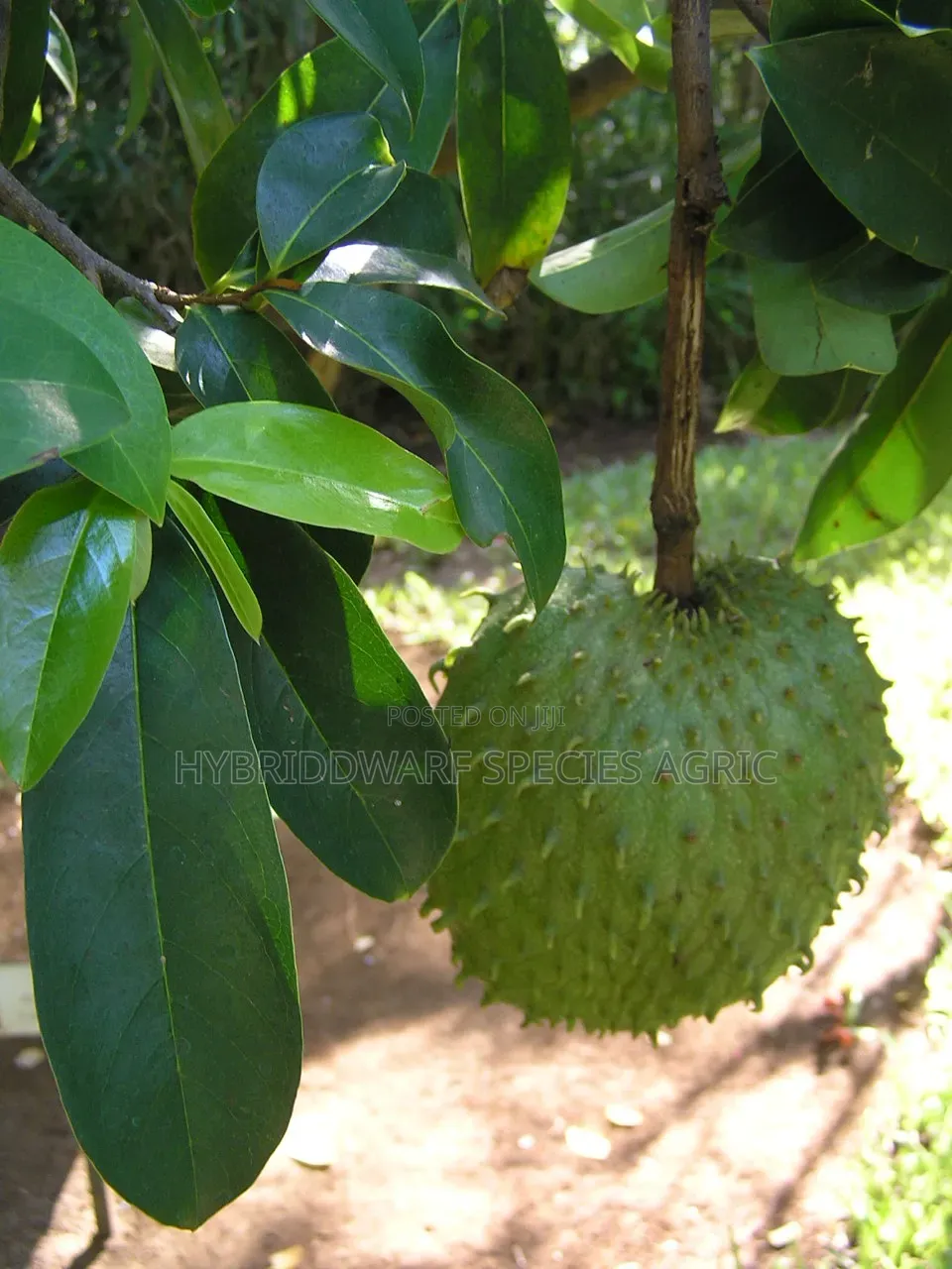 Soursop Plant Trees